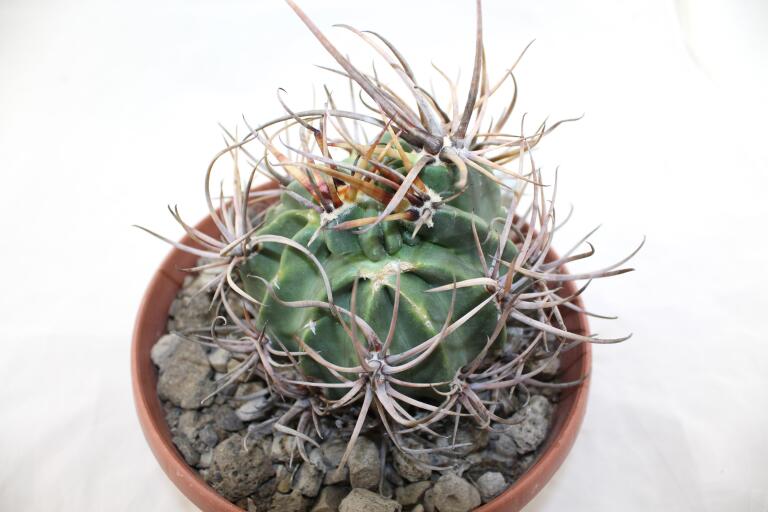 Lobivia ferox BIG MONSTRUOSA MEGA THORNS (9)