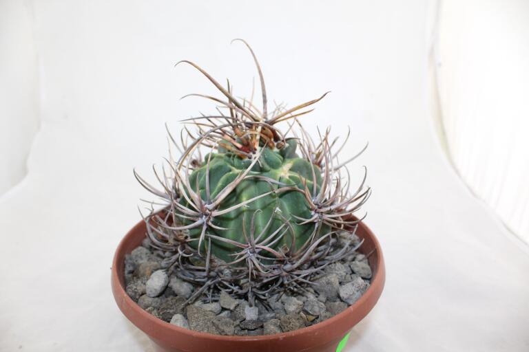 Lobivia ferox BIG MONSTRUOSA MEGA THORNS (10)