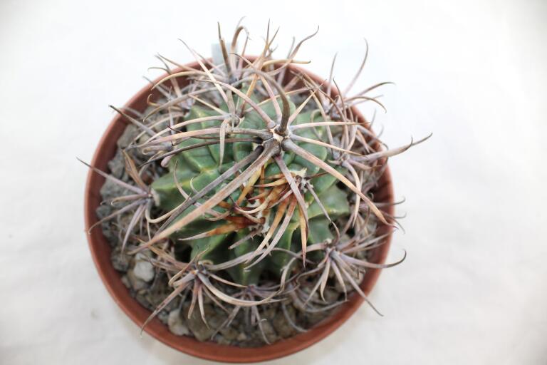 Lobivia ferox BIG MONSTRUOSA MEGA THORNS (11)