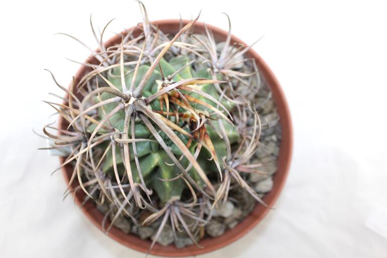 Lobivia ferox BIG MONSTRUOSA MEGA THORNS (12)