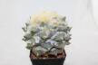 Ariocarpus rostratus  (2)