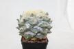 Ariocarpus rostratus  (3)
