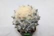Ariocarpus rostratus  (4)