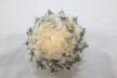 Ariocarpus rostratus  (5)