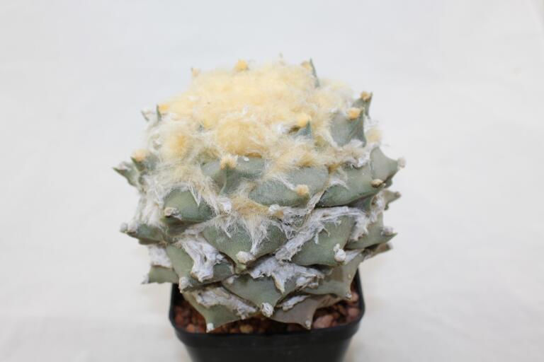 Ariocarpus rostratus  (1)