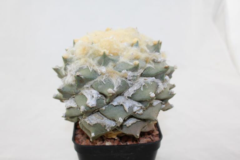 Ariocarpus rostratus  (2)