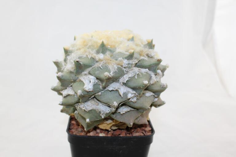 Ariocarpus rostratus  (3)