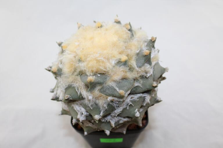 Ariocarpus rostratus  (4)