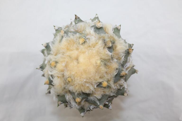 Ariocarpus rostratus  (5)