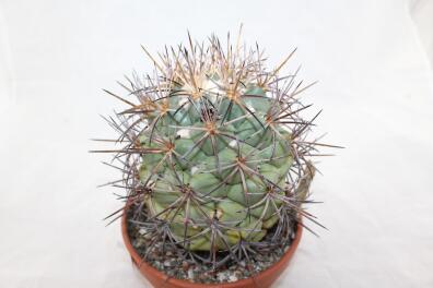 Coryphantha poselgeriana valida Cero Bola GIANT