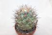 Coryphantha poselgeriana valida Cero Bola GIANT