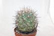 Coryphantha poselgeriana valida Cero Bola GIANT (2)