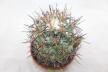 Coryphantha poselgeriana valida Cero Bola GIANT (3)