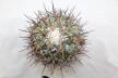 Coryphantha poselgeriana valida Cero Bola GIANT (4)