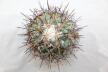 Coryphantha poselgeriana valida Cero Bola GIANT (5)