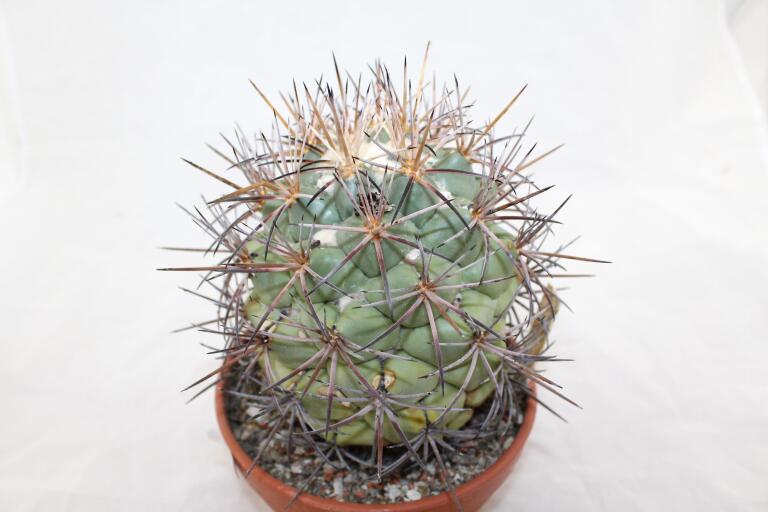 Coryphantha poselgeriana valida Cero Bola GIANT