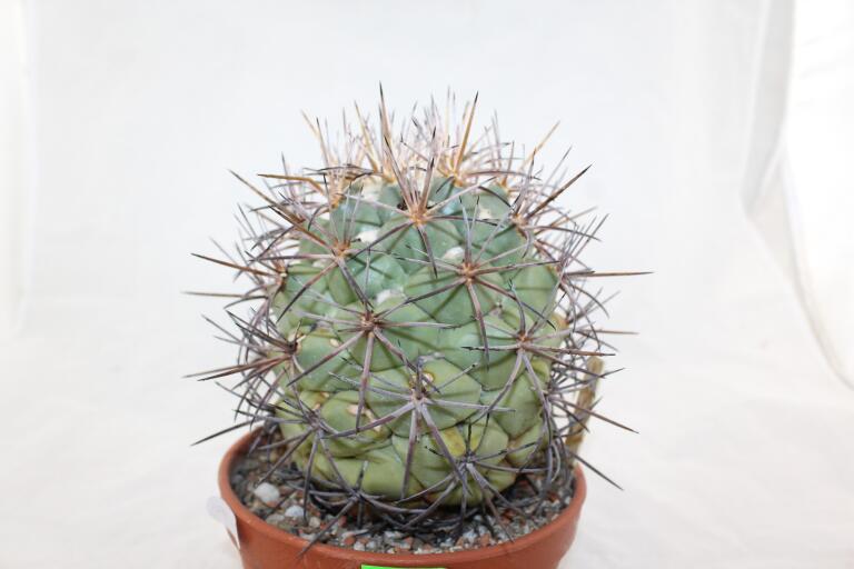 Coryphantha poselgeriana valida Cero Bola GIANT (2)