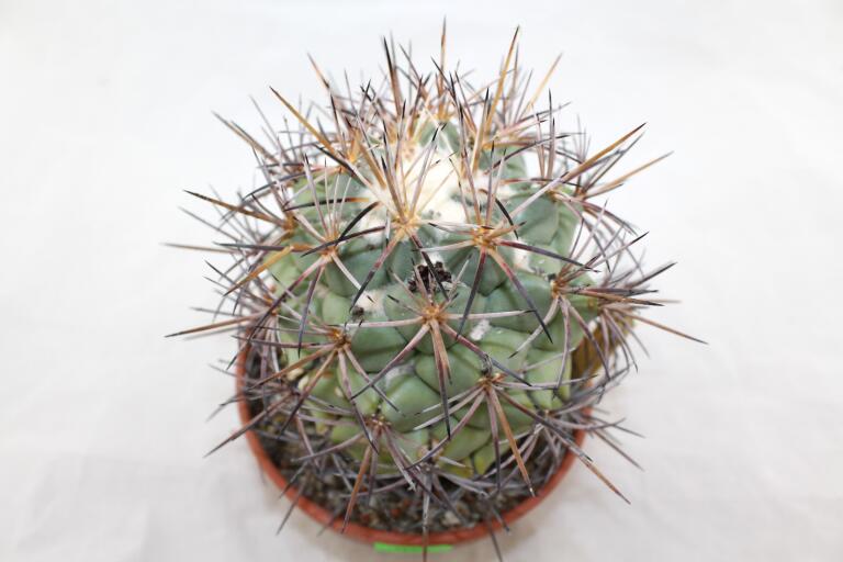 Coryphantha poselgeriana valida Cero Bola GIANT (3)
