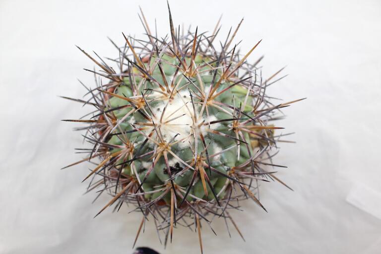 Coryphantha poselgeriana valida Cero Bola GIANT (4)