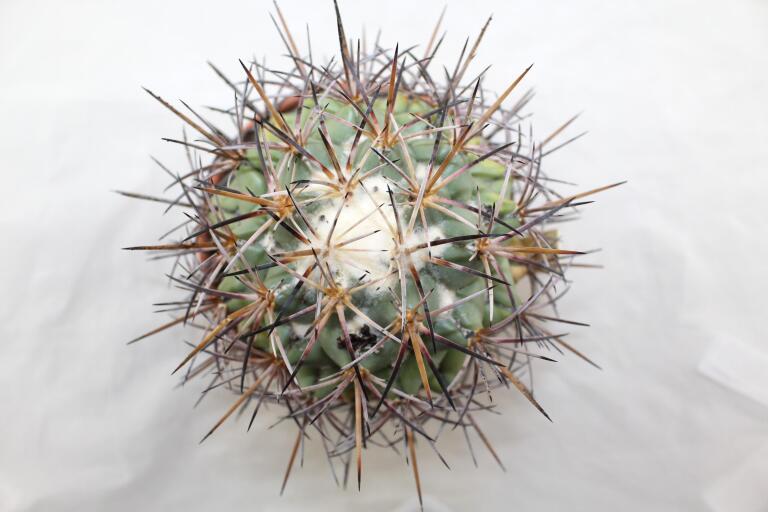 Coryphantha poselgeriana valida Cero Bola GIANT (5)