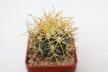 Ferocactus chrysacanthus (1)