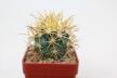 Ferocactus chrysacanthus (2)