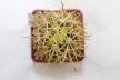Ferocactus chrysacanthus (3)