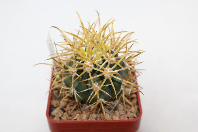 Ferocactus chrysacanthus