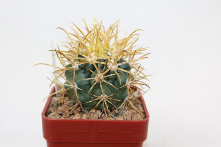 Ferocactus chrysacanthus (2)