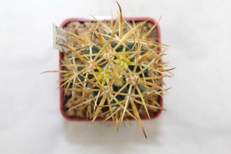 Ferocactus chrysacanthus (3)