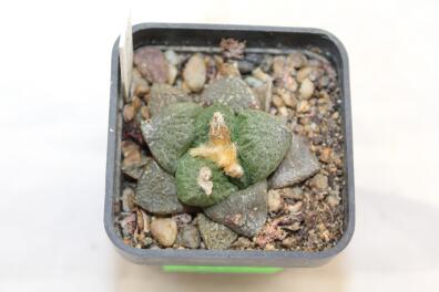 Ariocarpus fissuratus SB 503