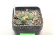 Ariocarpus fissuratus SB 503 (3)