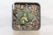 Ariocarpus fissuratus SB 503 (2)