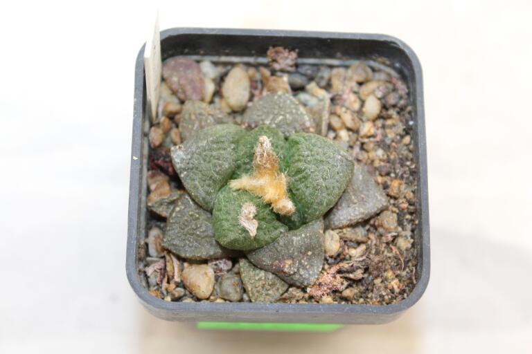 Ariocarpus fissuratus SB 503