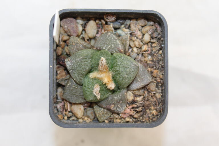 Ariocarpus fissuratus SB 503 (2)