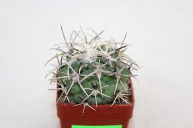 Coryphantha poselgeriana REP 699