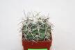 Coryphantha poselgeriana REP 699 (1)