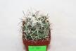 Coryphantha poselgeriana REP 699 (2)