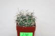 Coryphantha poselgeriana REP 699 (3)