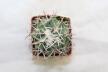 Coryphantha poselgeriana REP 699 (4)