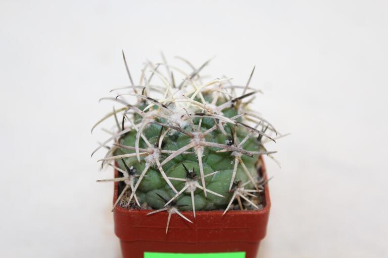 Coryphantha poselgeriana REP 699