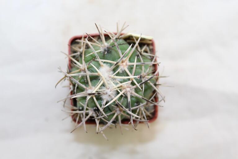 Coryphantha poselgeriana REP 699 (4)