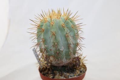 Copiapoa haseltoniana JO 1706 BIG