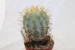 Copiapoa haseltoniana JO 1706 BIG