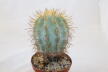 Copiapoa haseltoniana JO 1706 BIG (2)