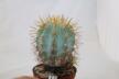 Copiapoa haseltoniana JO 1706 BIG (3)