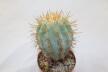 Copiapoa haseltoniana JO 1706 BIG (4)