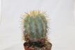 Copiapoa haseltoniana JO 1706 BIG (5)