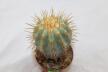 Copiapoa haseltoniana JO 1706 BIG (6)
