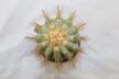 Copiapoa haseltoniana JO 1706 BIG (7)